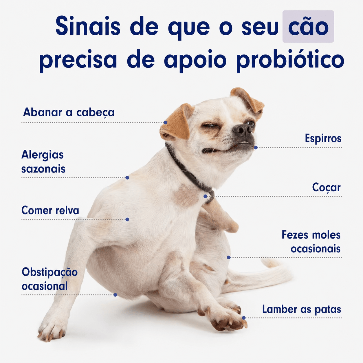 O teu cão merece uma barriga feliz
