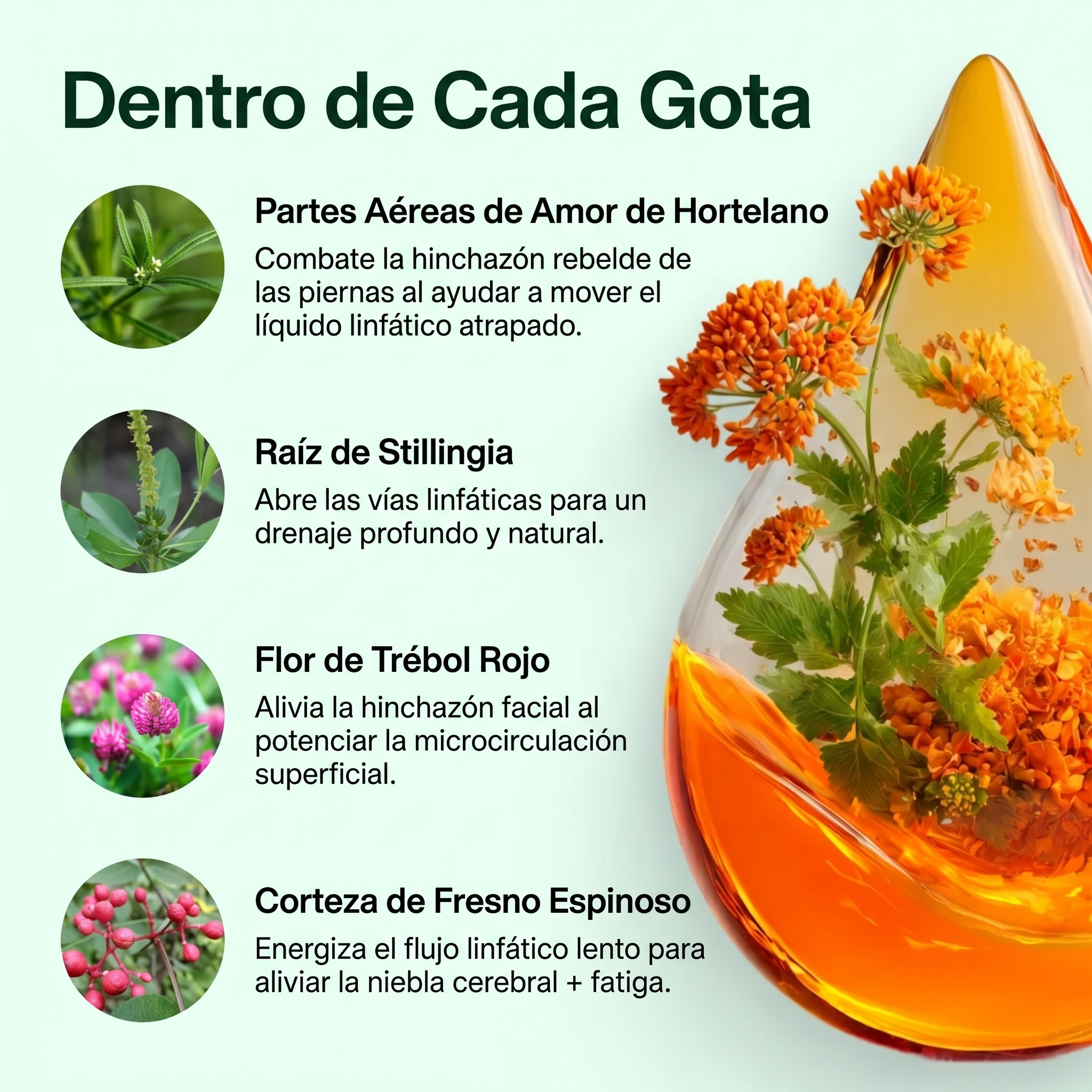 Drenaje Linfático Mayaverra — Gotas Naturales